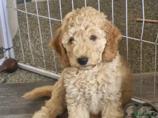 Mixed Breed dogs Adorable Cockapoo x Labradoodle puppies - Advert 6