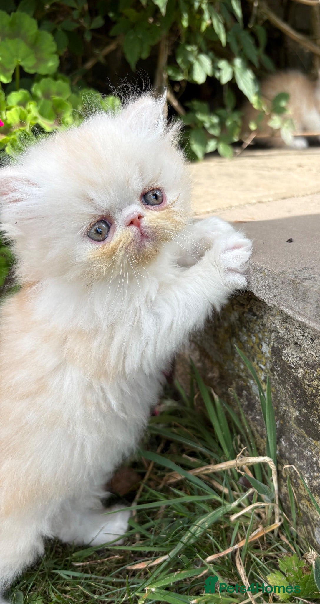 Exotic cats Exotic male kittens  - Advert 1