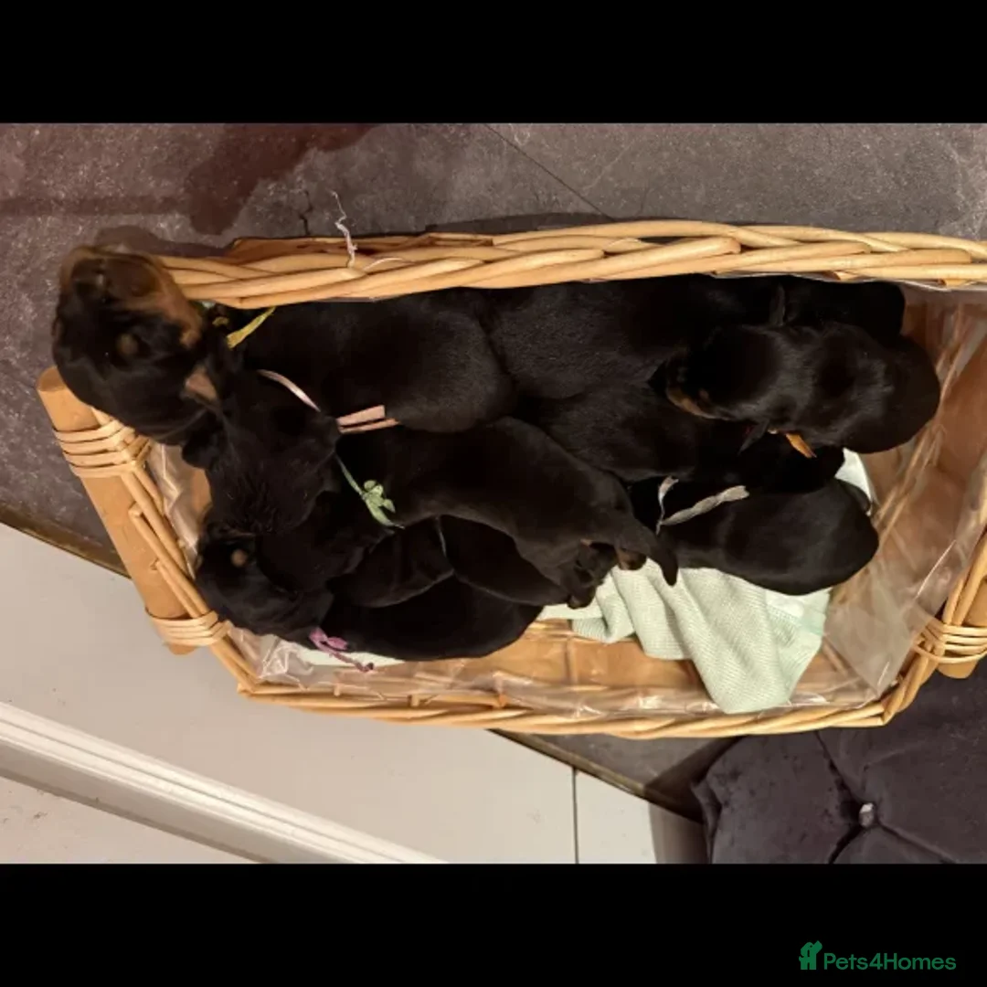 Rottweiler dogs for sale: Rottweiler puppies - Advert 2