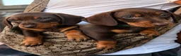 Miniature Dachshund dogs for sale: KC Registered Miniature dachshund puppys - Advert 10