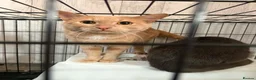 Mixed Breed cats for sale: Stunning mixed breed cats in Luton - Advert 8