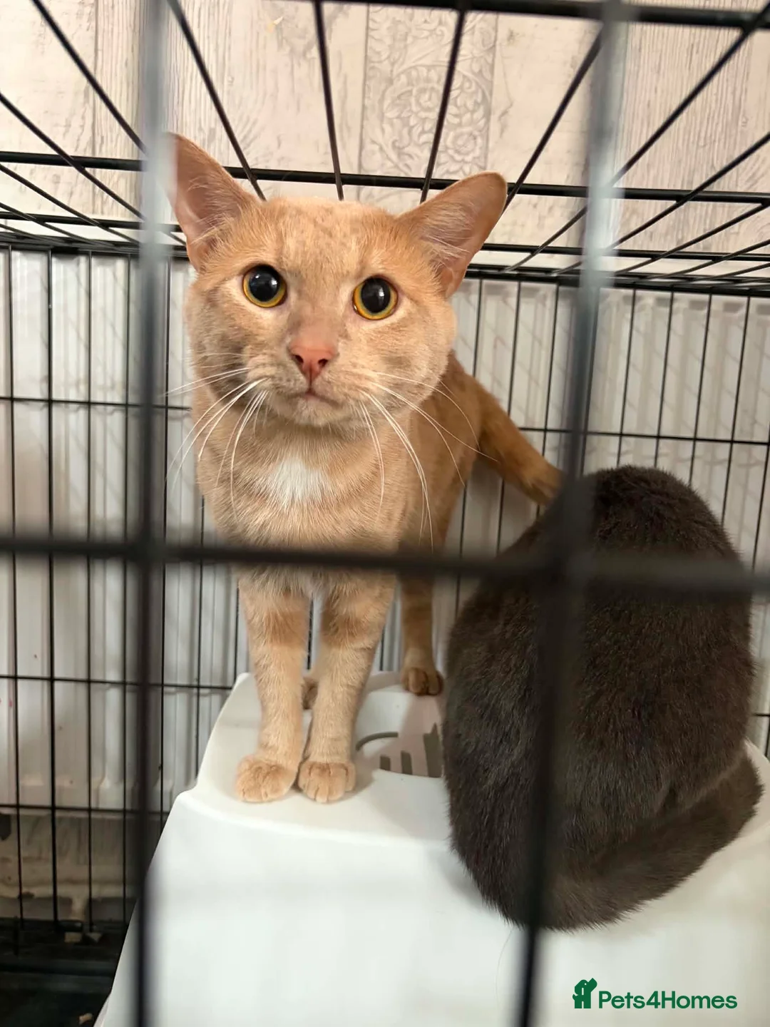 Mixed Breed cats for sale: Stunning mixed breed cats in Luton - Advert 8