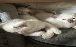 Siamese cats for sale: Siamese kittens  - Image 12