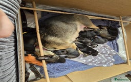 Belgian Shepherd Dog dogs for sale:  Belgian malinois  - Image 2