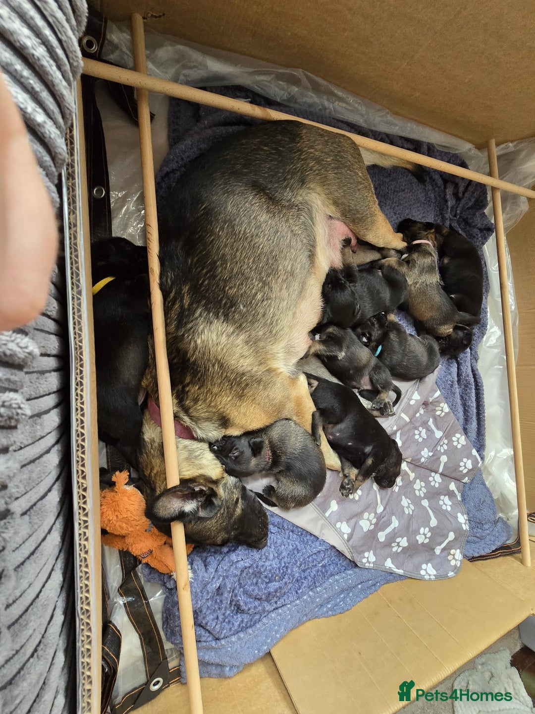 Belgian Shepherd Dog dogs for sale:  Belgian malinois  - Image 2