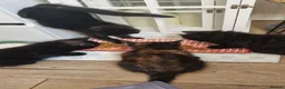 Mixed Breed cats for sale: Kittens for sale looking for loving homes - Advert 3