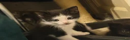 Mixed Breed cats for sale: 🍊 Final Boy For Foreverhome - Advert 5
