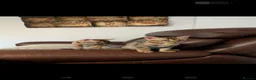 Bengal cats for sale: Pure bred bengal female kittens - Advert 3
