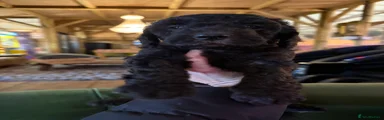 Sheepadoodle C9 Jet black girl 