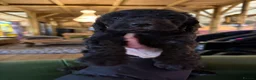 Sheepadoodle dogs for sale: Sheepadoodle Puppies Available  - Advert 9