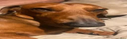 Dachshund dogs for stud: 2 year old dachshund for stud  - Advert 8
