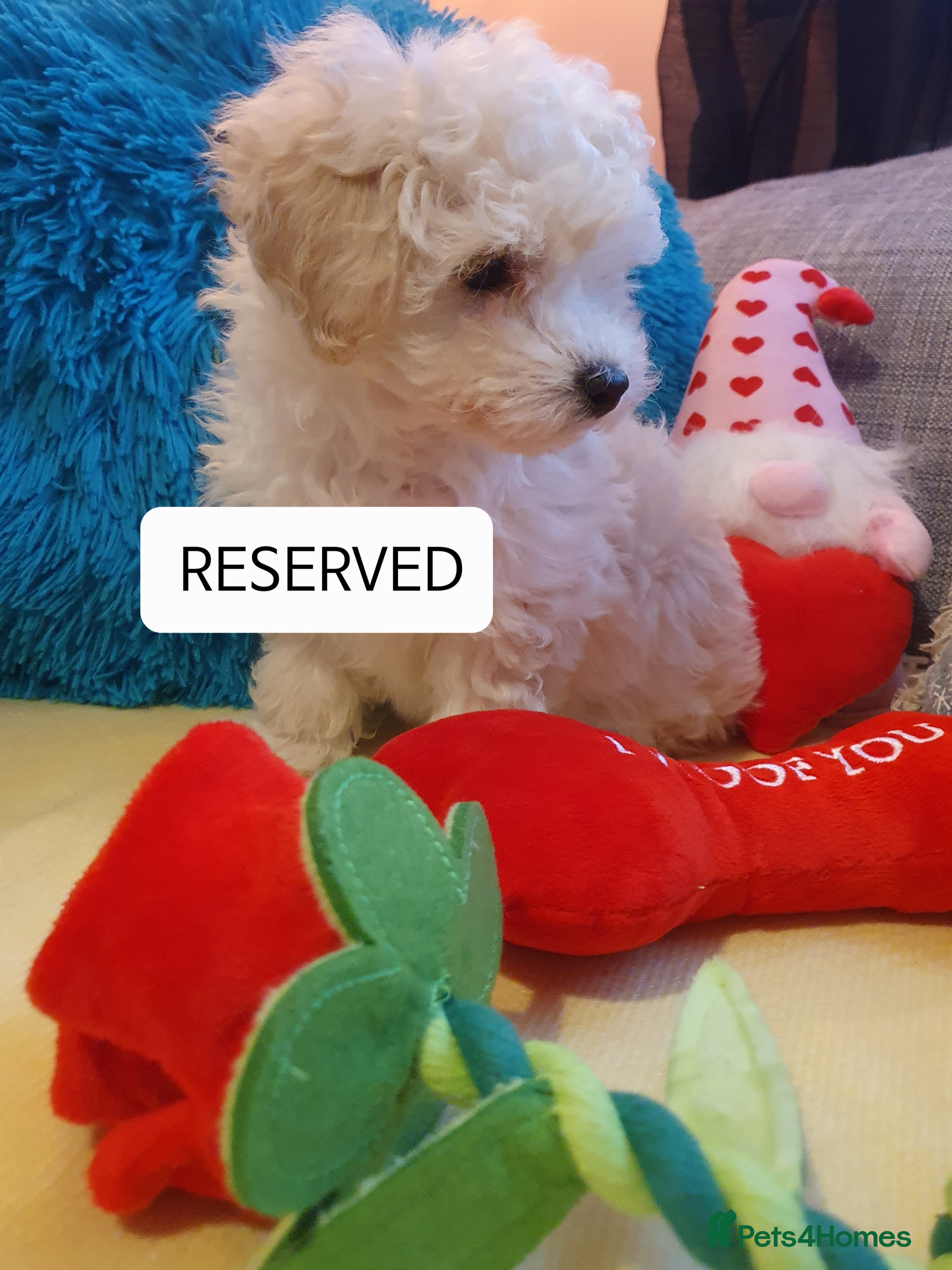 Maltipoo dogs ❤️BOY & GIRL RESERVED ❤️ - Advert 6