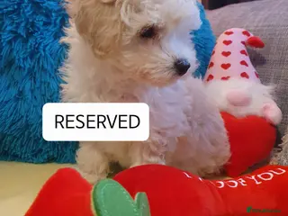 Maltipoo dogs ❤️BOY & GIRL RESERVED ❤️ - Advert 6