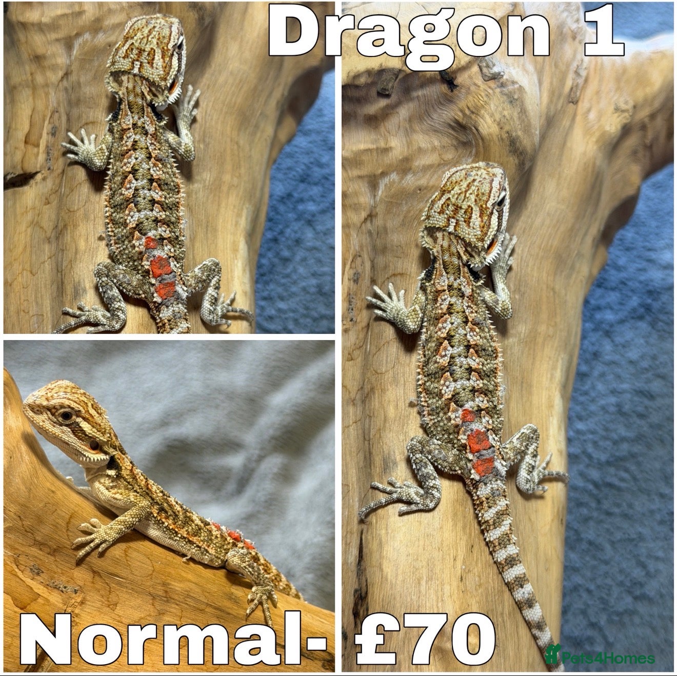 Bearded Dragon reptiles for sale: STUNNING BEARDIES- JUNE 12th - Advert 1