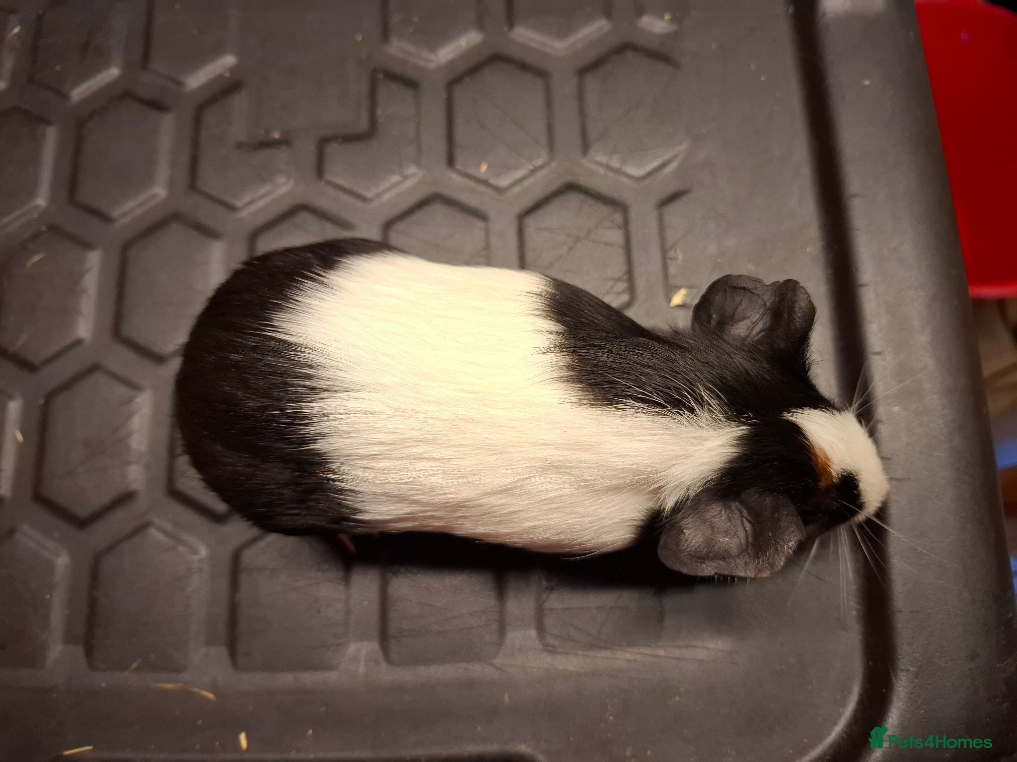 Guinea Pig rodents Male and female baby guinea pigs for sale - Advert 2