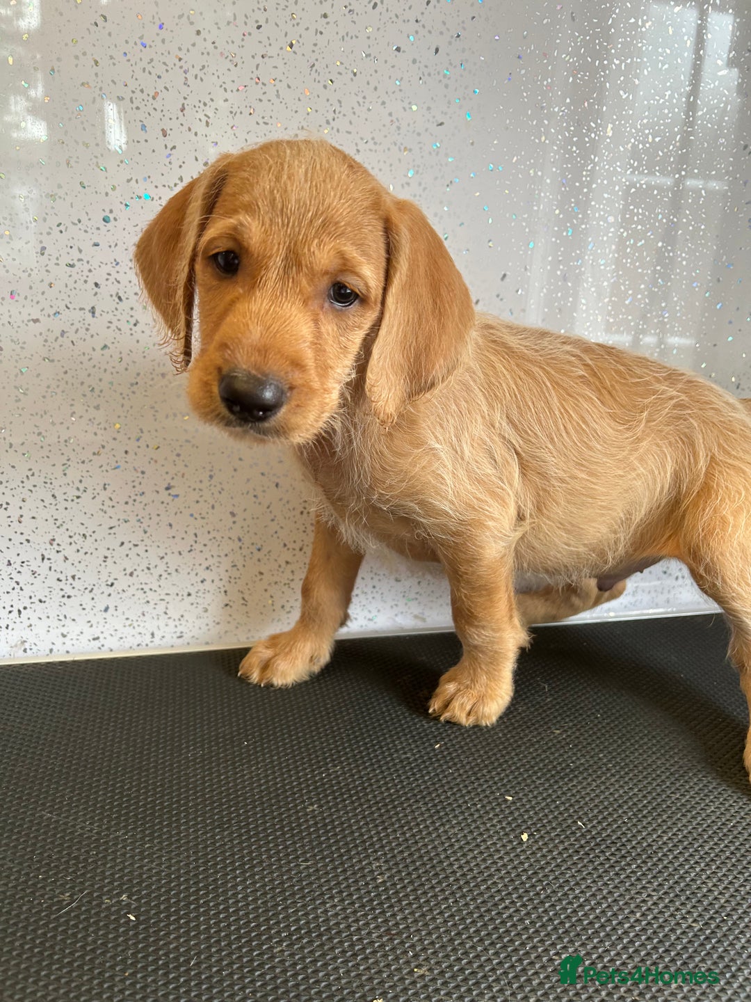 Mixed Breed dogs for sale: Stunning vizapoo puppies  - Image 15