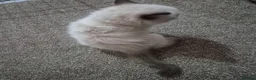 Ragdoll cats for sale: Ragdolls kittens ready now 2 left - Advert 10