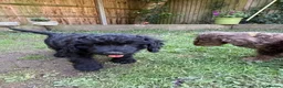 Cockapoo dogs for sale: the cutest F1 cockapoos in kent  - Advert 14