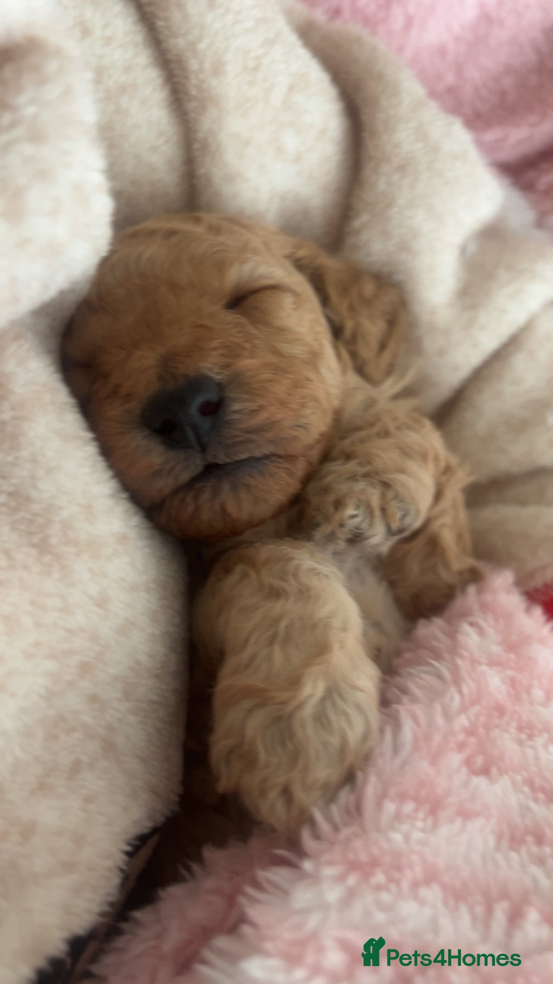 Miniature Poodle dogs for sale: Beautiful Miniature/Toy poodles  - Advert 3