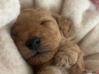 Miniature Poodle dogs Beautiful Miniature/Toy poodles - Advert 5