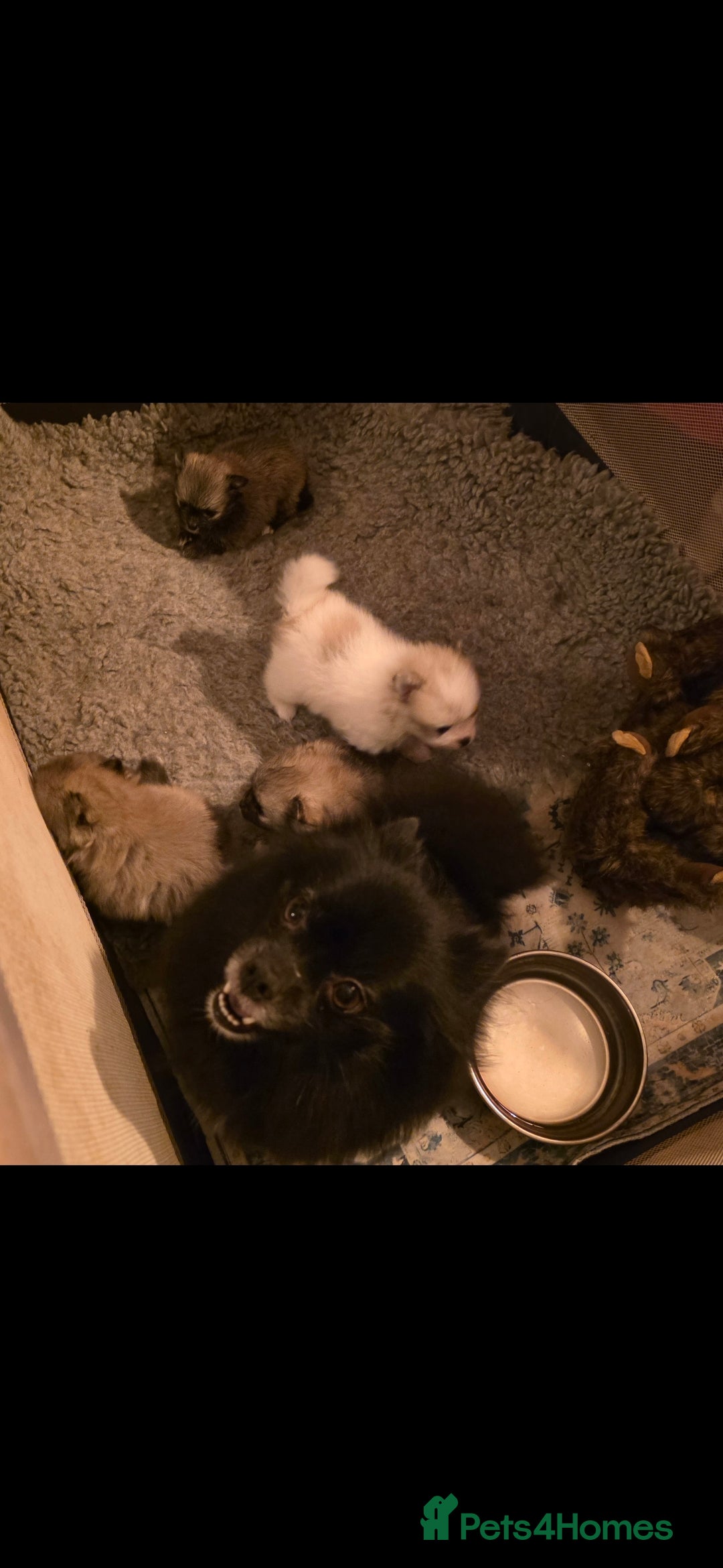 Pomeranian dogs for sale: 2 quality Kc registered Pomeranian boys - Advert 1