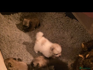Pomeranian dogs 2 quality Kc registered Pomeranian boys - Advert 1