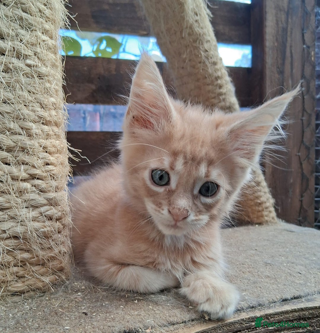 Maine Coon cats for sale: Maine coon  - Image 5