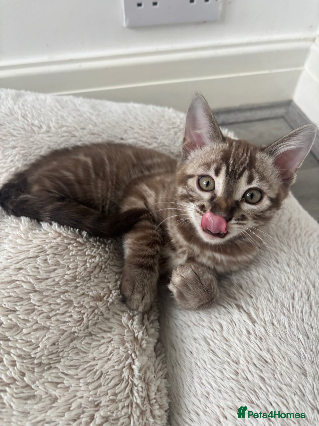 Bengal cats for sale: Pure Bengal kittens ready to go - Advert 10