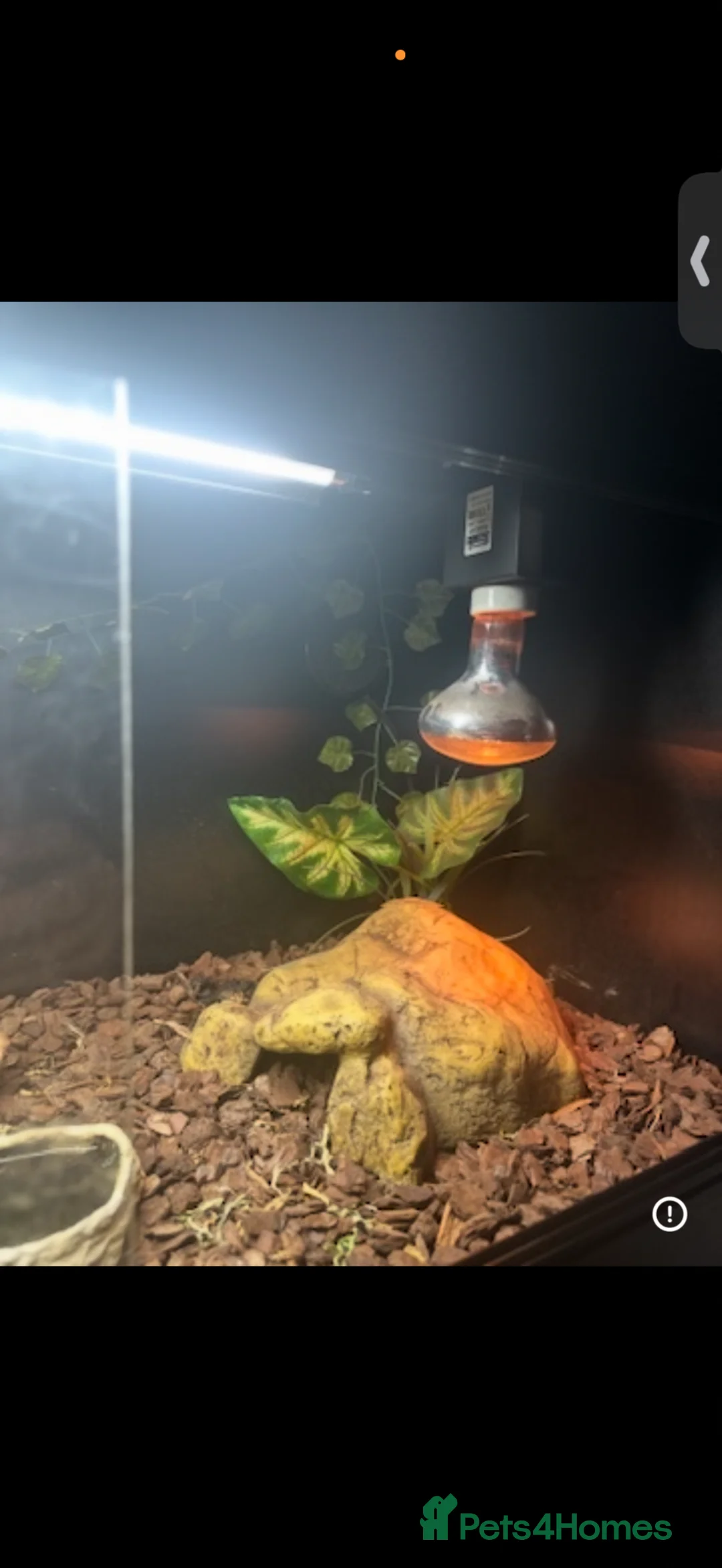 Bearded Dragon reptiles for sale: 2 bearded dragons and 2 fully set up vivariums  - Advert 7