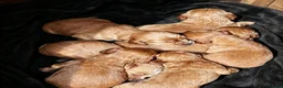 Cocker Spaniel dogs for sale: Fox red cocker spaniels  - Advert 14
