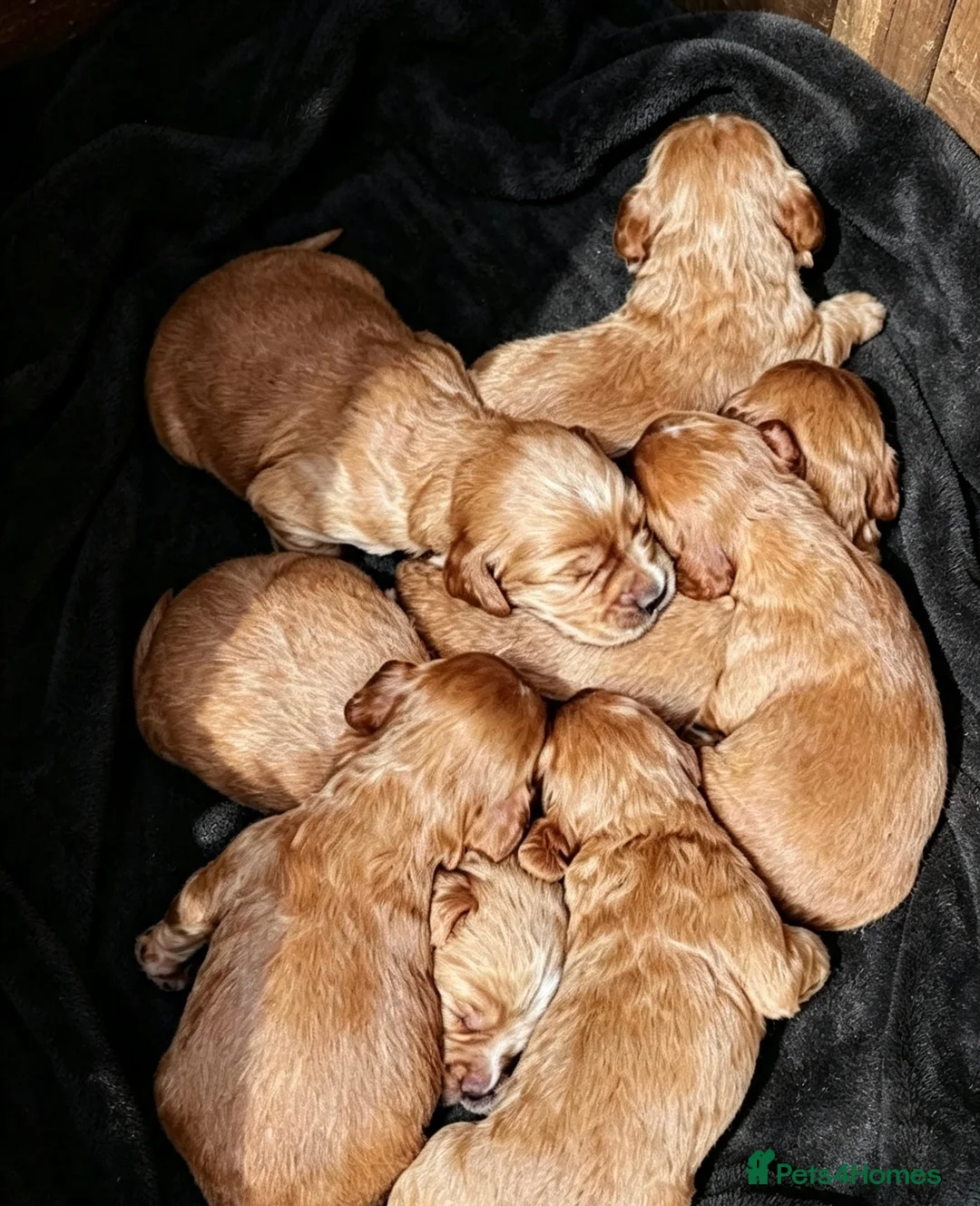 Cocker Spaniel dogs for sale: Fox red cocker spaniels  - Advert 14