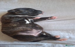 Mixed Breed dogs for sale: 2 boy 2 girls springer mixed with staff puppys - Image 22
