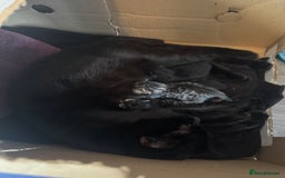 Mixed Breed cats for sale: 3 beautiful kitty’s 🥹 - Image 10
