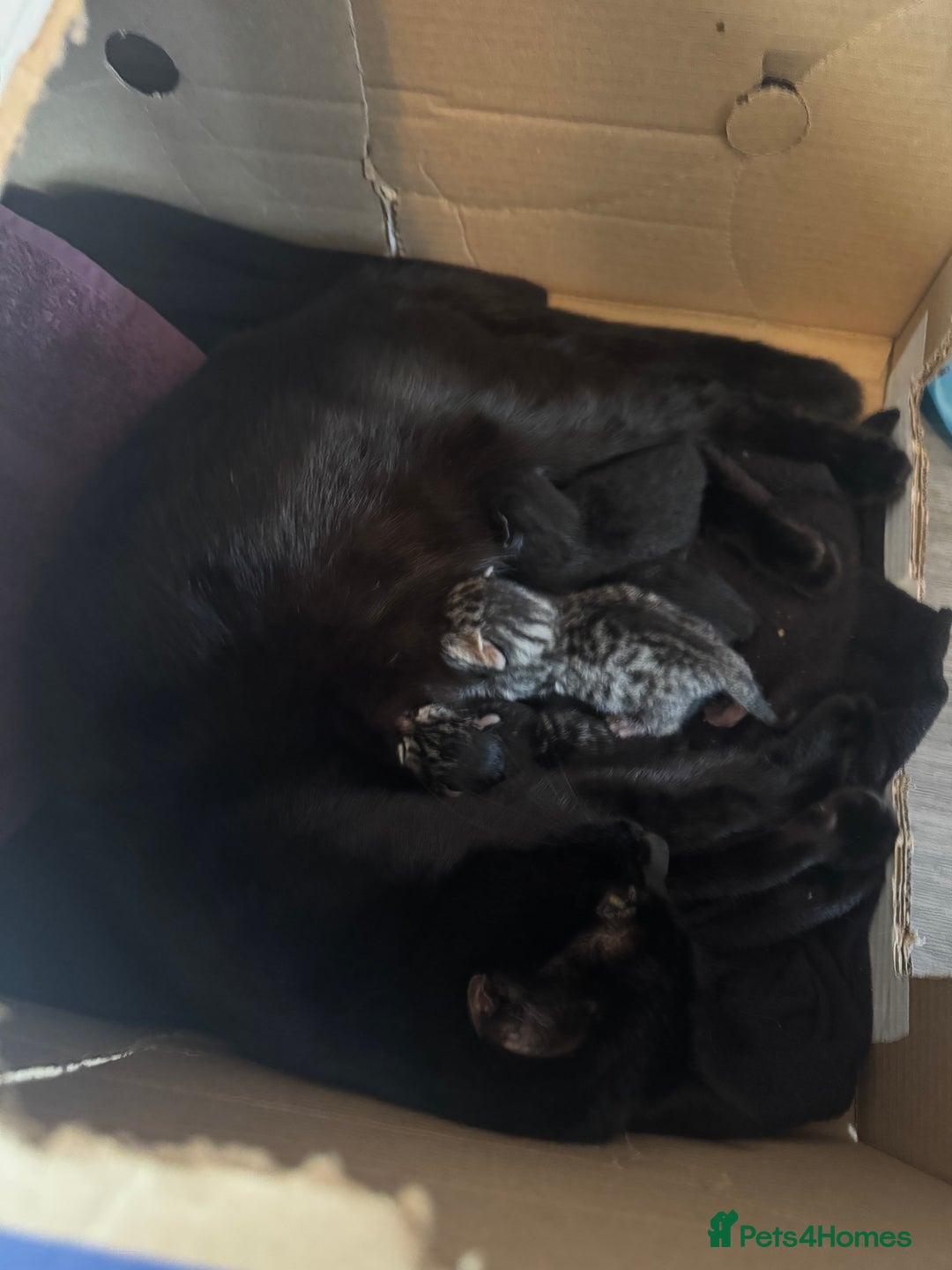 Mixed Breed cats for sale: 3 beautiful kitty’s 🥹 - Image 10