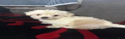 Morkie dogs for sale: 3 morkie puppies  - Advert 14