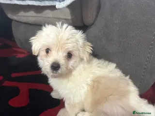 Morkie dogs White male morkie puppy - Advert 1