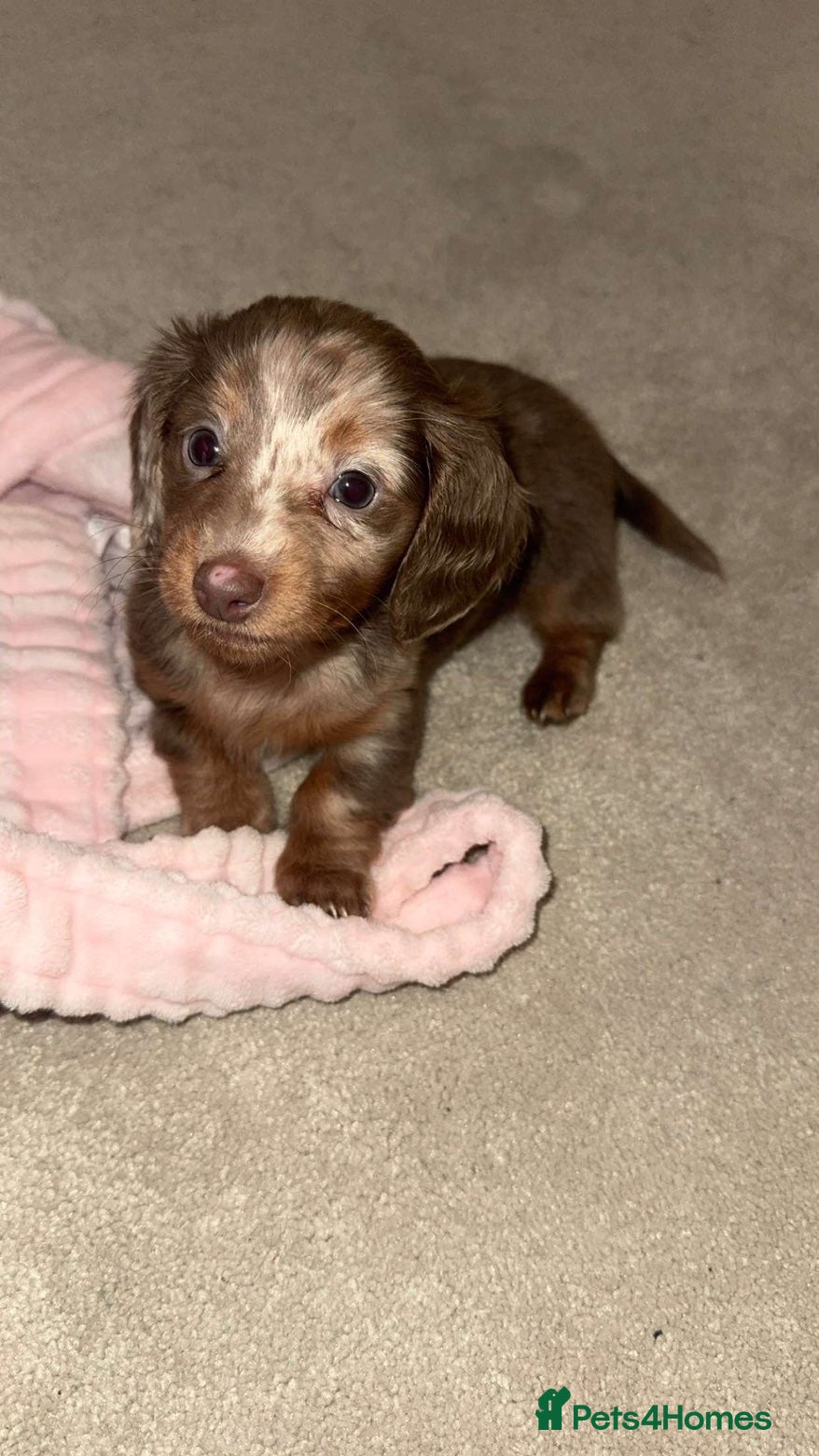 Miniature Dachshund dogs Beautiful female puppy for sale🩷 in Maidstone - Advert 1