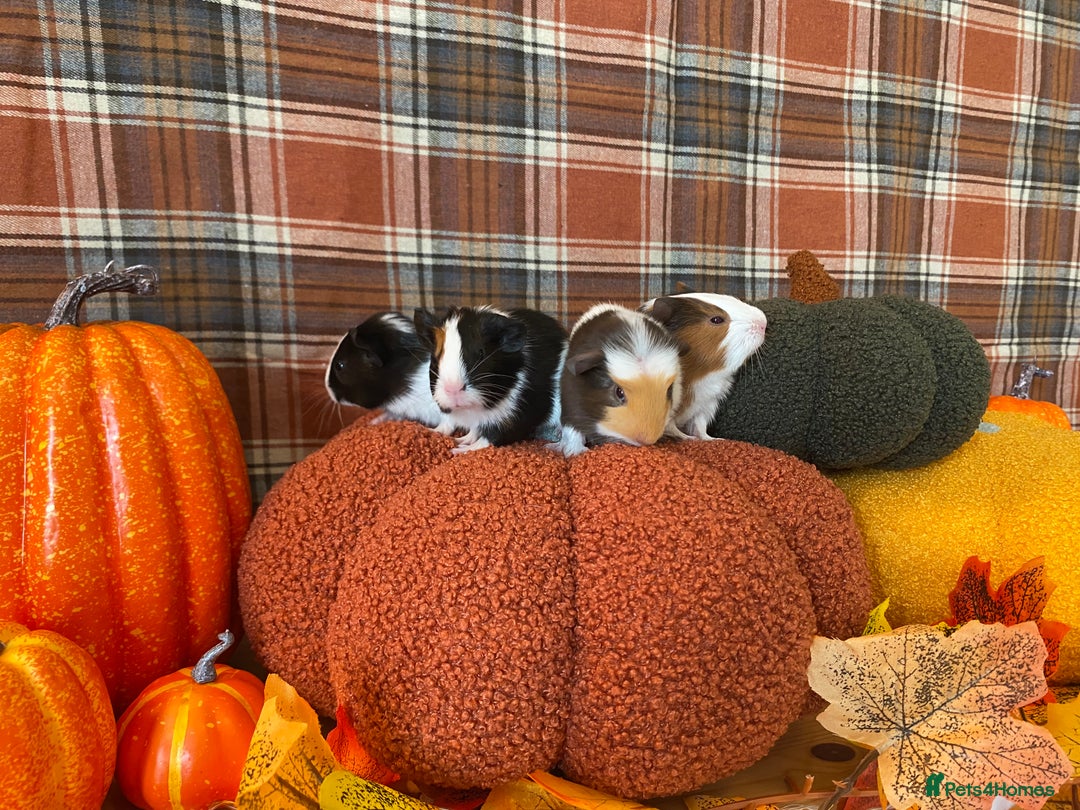 Guinea Pig rodents for sale: Baby female Guinea pigs - Image 3