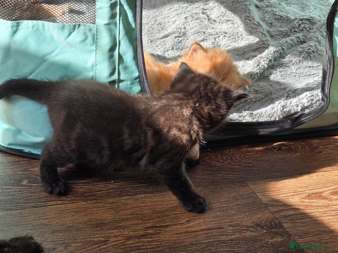Mixed Breed cats for sale: Beautiful Kittens  - Image 6