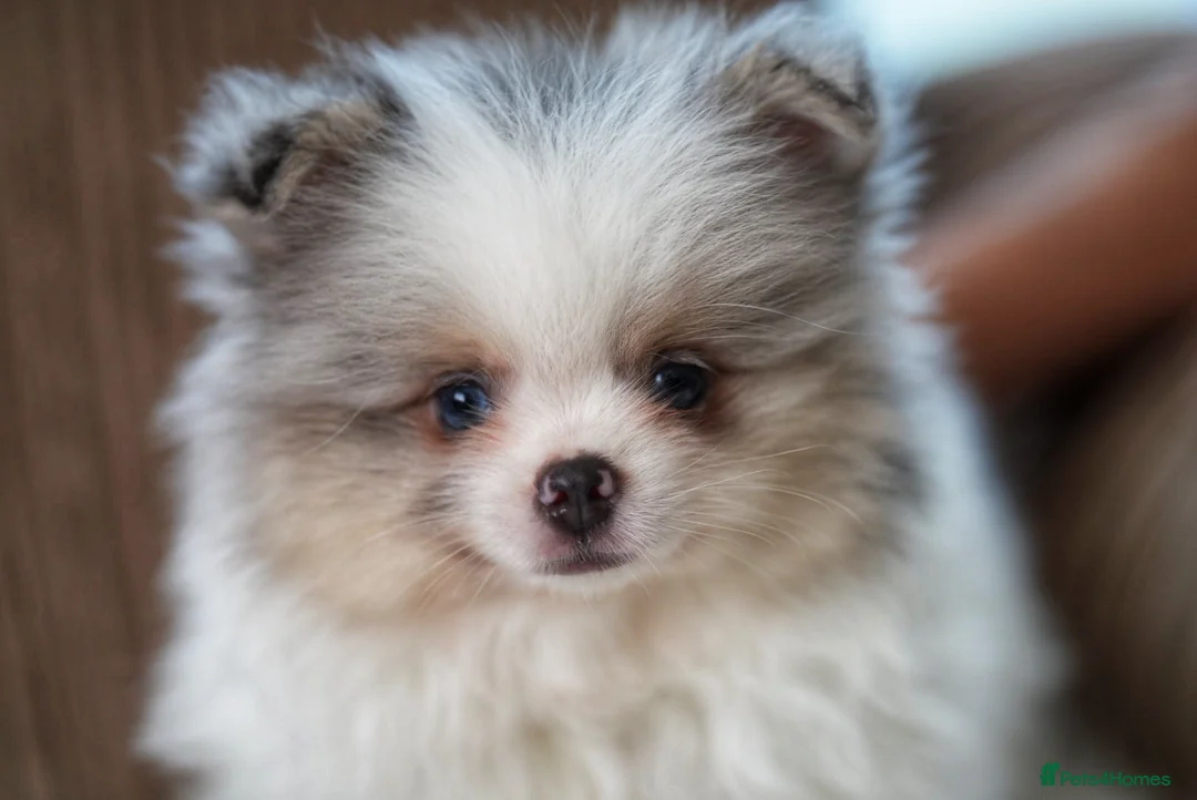 Pomeranian dogs for sale: Unique Boy with Blue Eyes - Advert 1