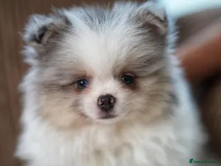 Pomeranian dogs Unique Boy with Blue Eyes - Advert 4