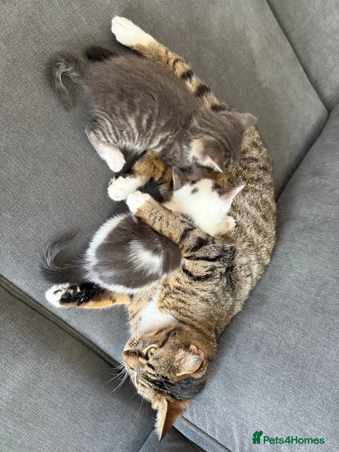 Domestic Shorthair cats for sale: Beautiful male kitten - Advert 6