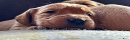 Golden Retriever dogs for sale: Beautiful Deep Golden Dark Retriever Puppys in Sleaford - Advert 4