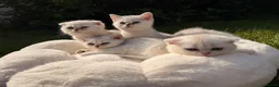 Scottish Fold cats for sale: Ocean-blue eyes Scottish Folds/Straight - Advert 11