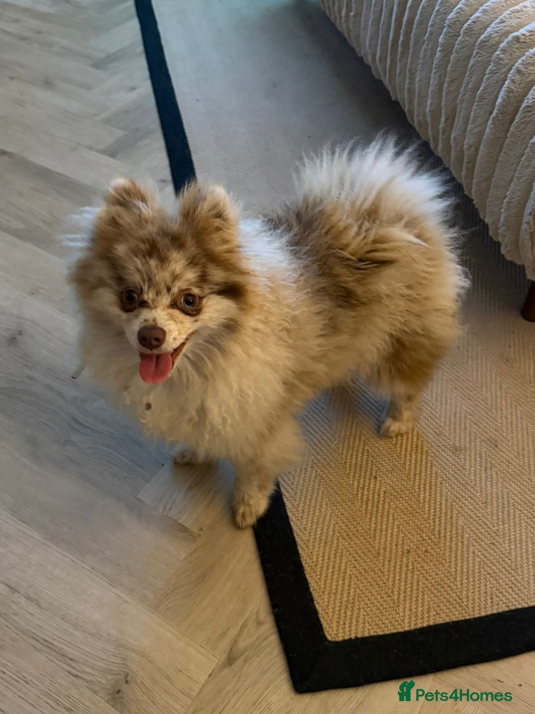 Pomeranian dogs for sale: Pomeranian boy ziggi - Advert 1