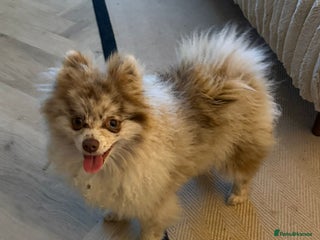 Pomeranian dogs Pomeranian boy ziggi - Advert 1