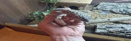 Bearded Dragon reptiles for sale: Bearded dragons & geckos  in Hereford - Advert 7