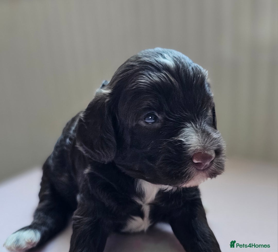 Cockapoo dogs for sale: Beautiful Chunky f2 Cockapoo Puppies  - Image 9