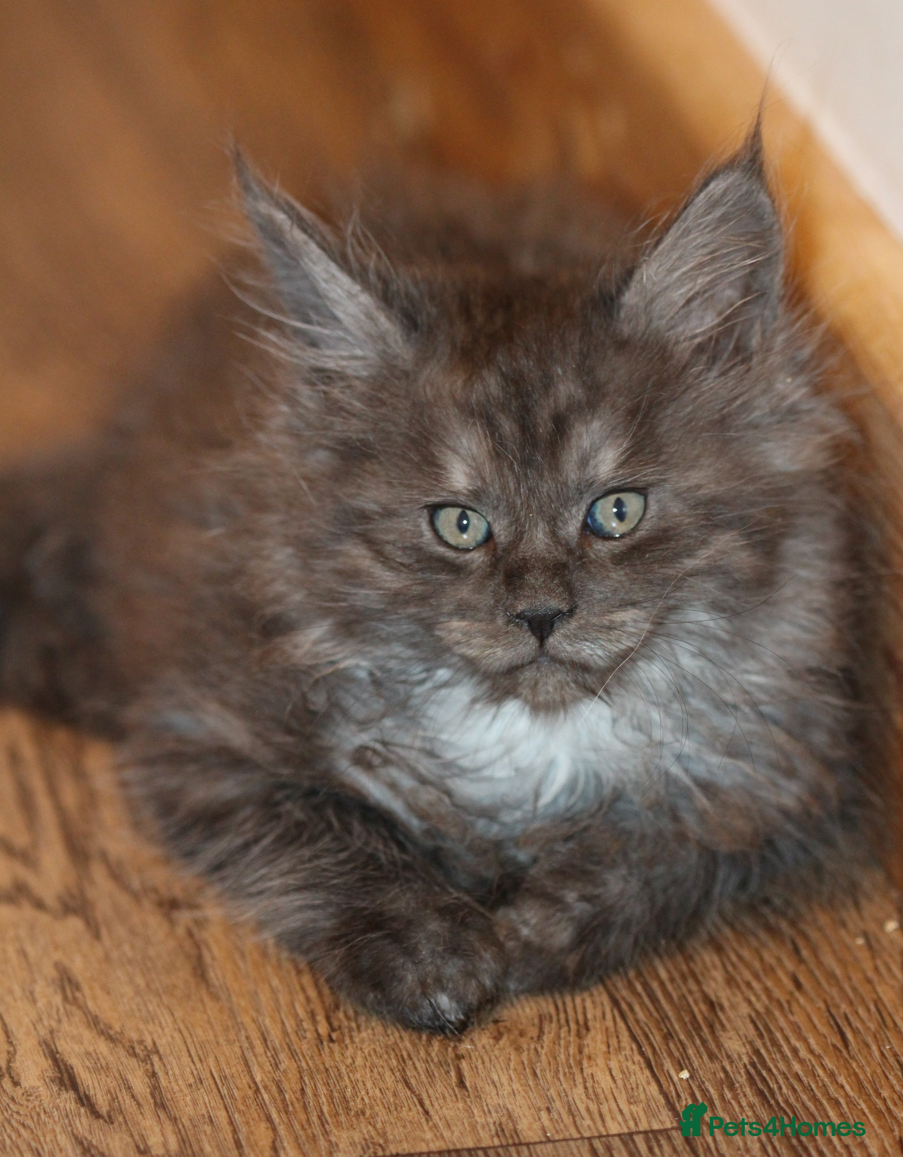 Maine Coon cats Handsome Maine Coon boys GCCF - Advert 6