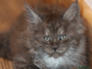 Maine Coon cats Handsome Maine Coon boys GCCF - Advert 1